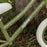 Zalane Cyrus 12" Inch Kids Balance Bike Soft Olive Green